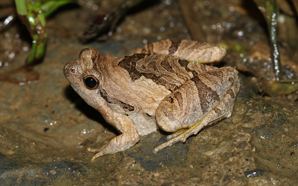 Beautiful Pygmy Frog